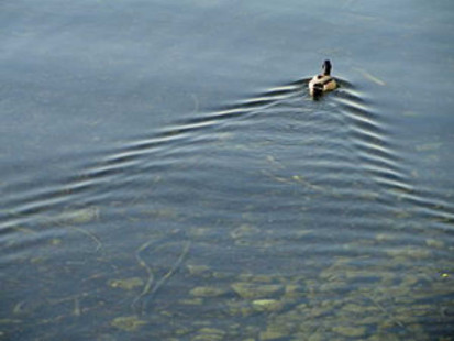Duck